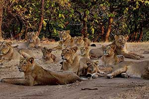 Explore Gujarat